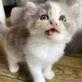 スコティッシュフォールド(立ち耳)【兵庫県・女の子・2025年8月6日・ダイリュートキャリコ】の写真4