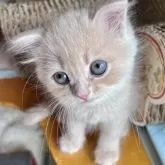 スコティッシュフォールド(立ち耳)【兵庫県・女の子・2025年6月21日・クリームマッカレルタビー】の写真4