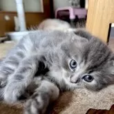 スコティッシュフォールド(折れ耳)【兵庫県・女の子・2025年8月22日・ブルーパッチドタビー&ホワイト】の写真5