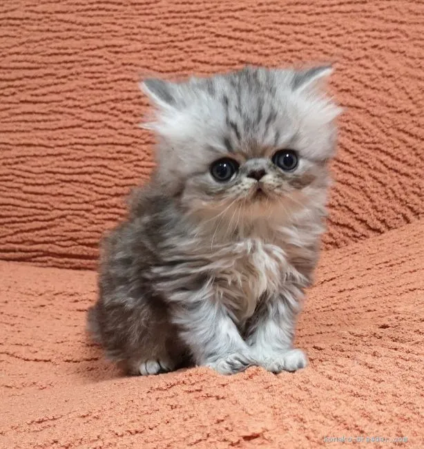 ID:2003-00992の子猫