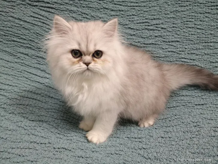 ID:2004-02077の子猫