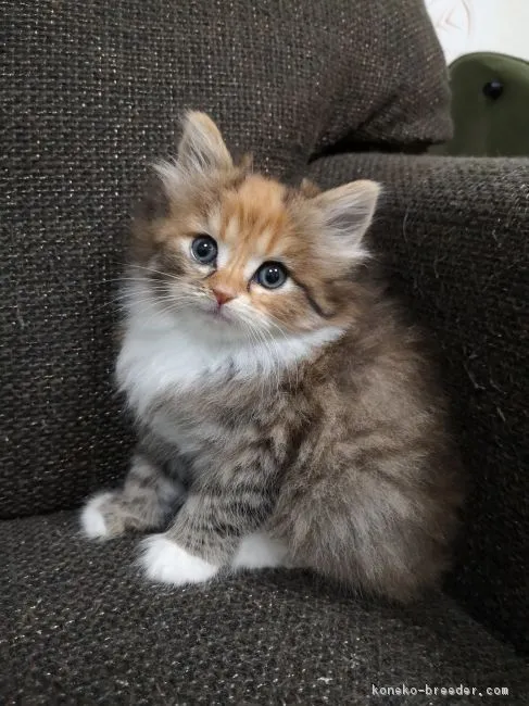 ID:1812-01184の子猫