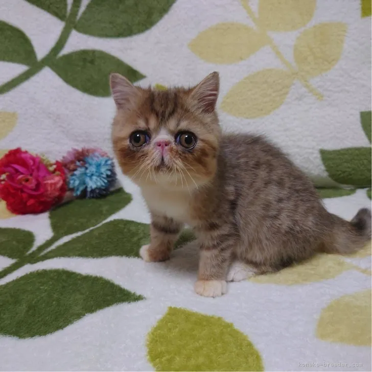 ID:2307-03470の子猫