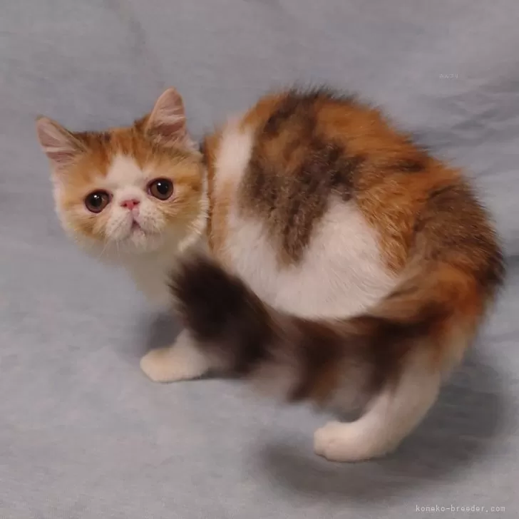 ID:2407-03198の子猫