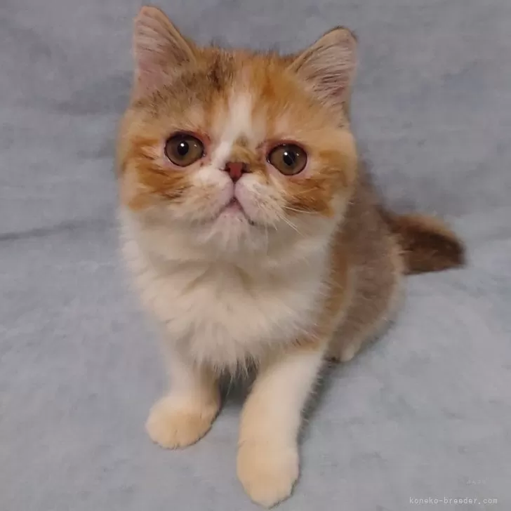 ID:2407-03199の子猫