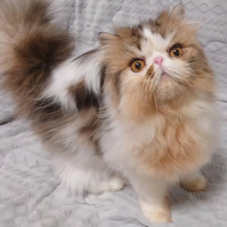 ID：2311-02504の子猫
