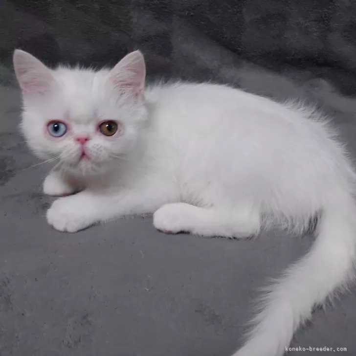 ID：2402-00351の子猫