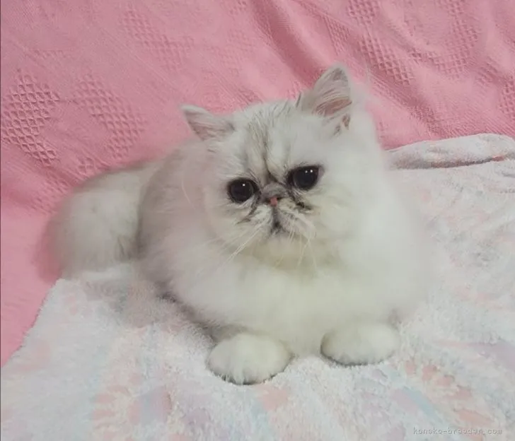 ID：2103-00048の子猫