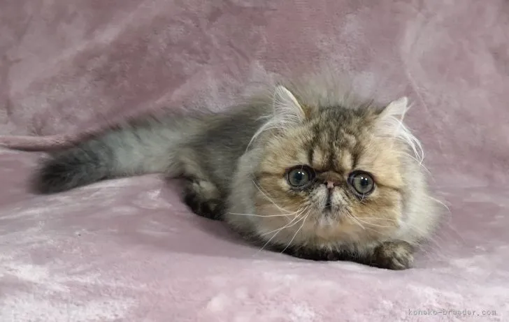 ID：2103-00052の子猫