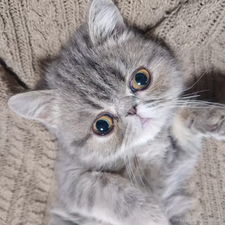 ID:2411-00104の子猫
