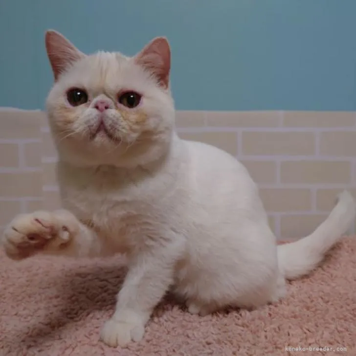 さな助 様のお迎えした子猫