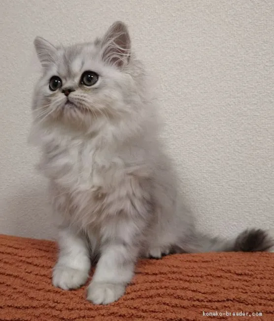 ID：1912-01317の子猫