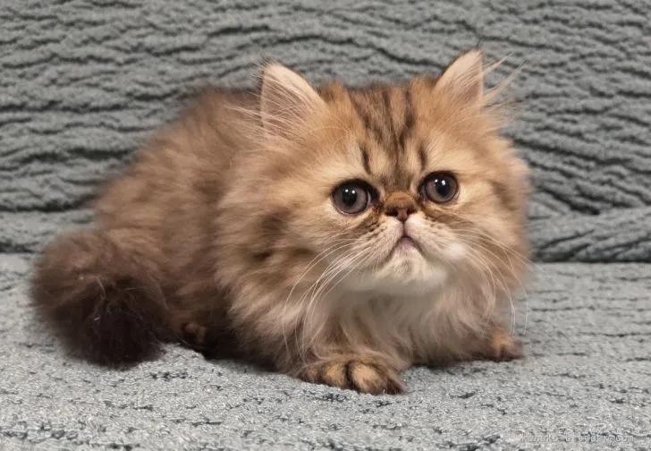 ID:2106-00962の子猫