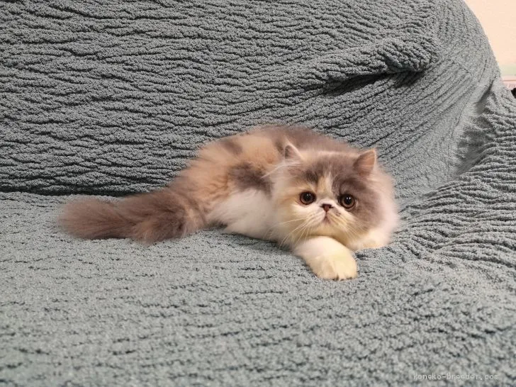 ID：2010-00196の子猫