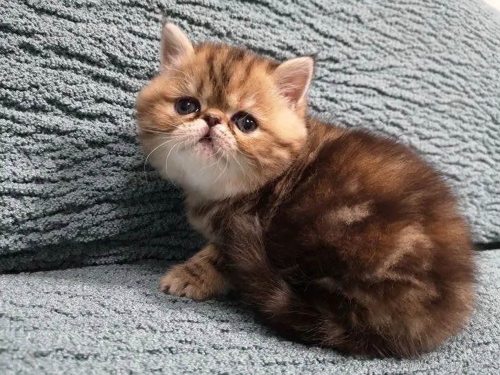 ID:2011-01016の子猫