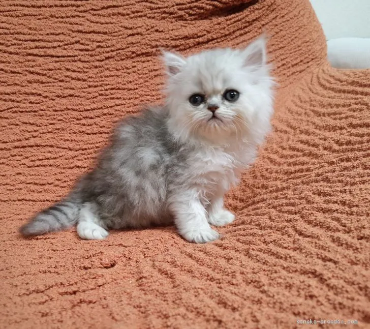ID:2006-01096の子猫