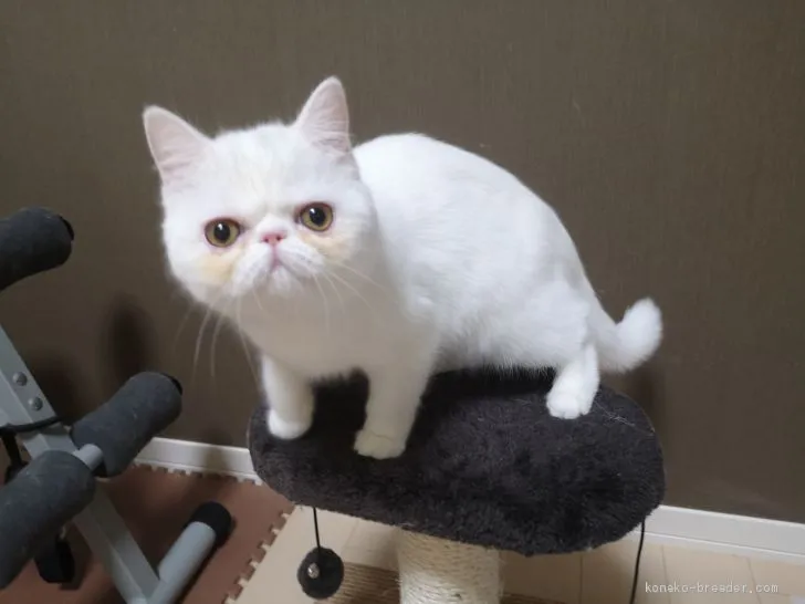 ID：1912-01594の子猫