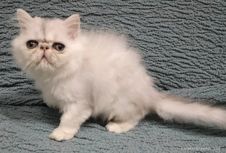 ID:2106-00963の子猫