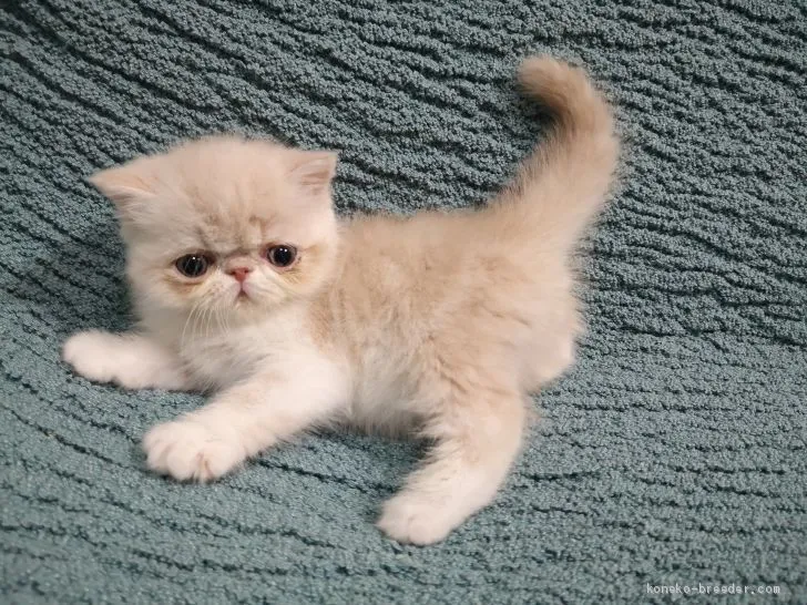 ID:2006-00573の子猫