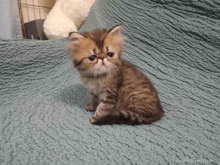 ID:2006-00507の子猫