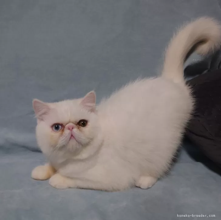 ID：2410-02195の子猫