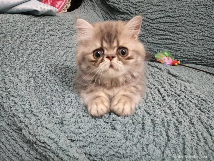 ゆっこ 様のお迎えした子猫