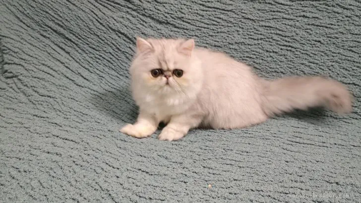 ID:2004-01243の子猫