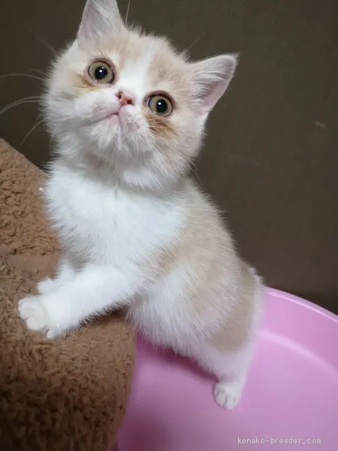 ID：1911-01032の子猫