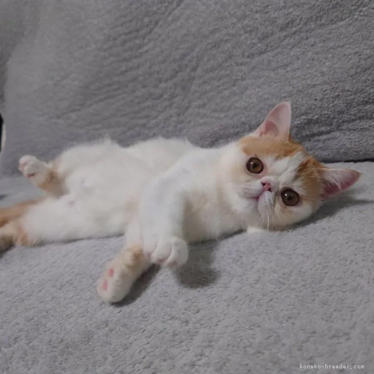ID:2307-02076の子猫
