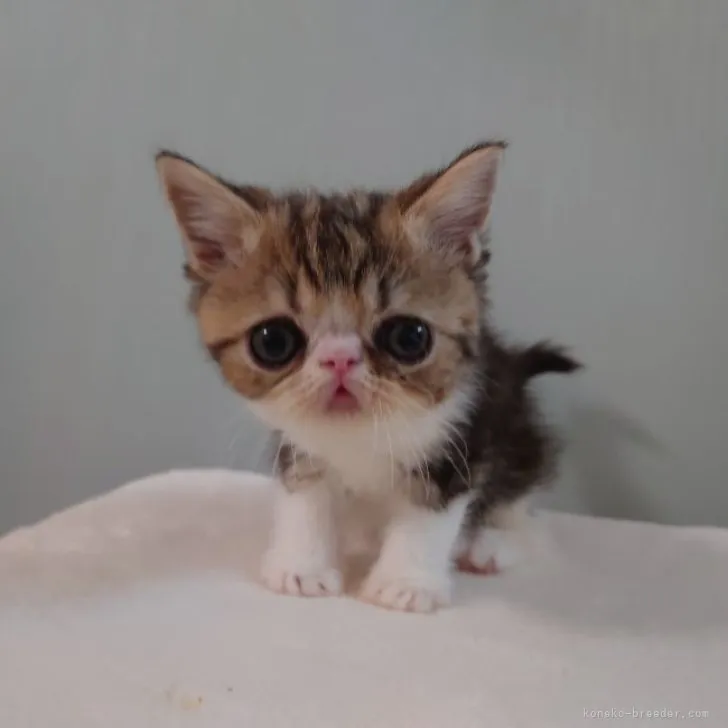 ID:2305-00760の子猫