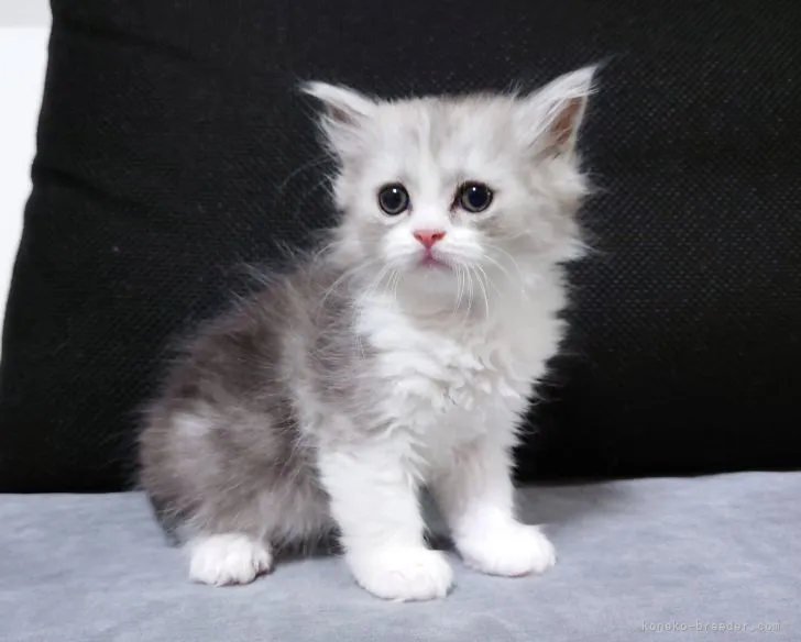 ID:2204-01443の子猫