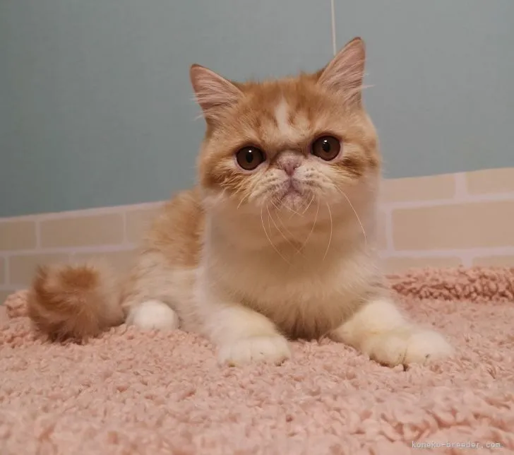 よろぴこ 様のお迎えした子猫