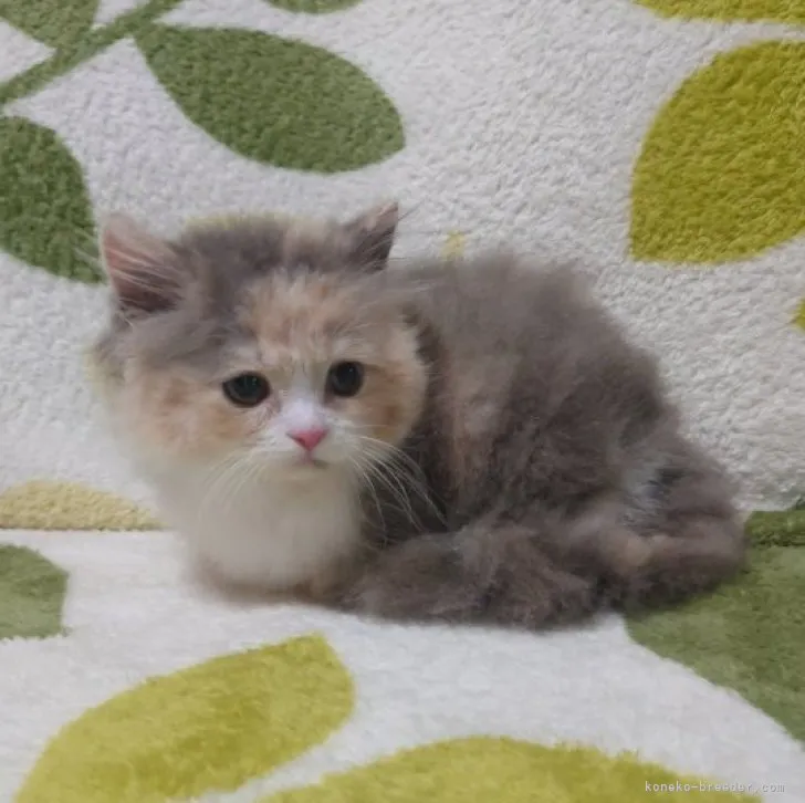 ID:2306-03134の子猫