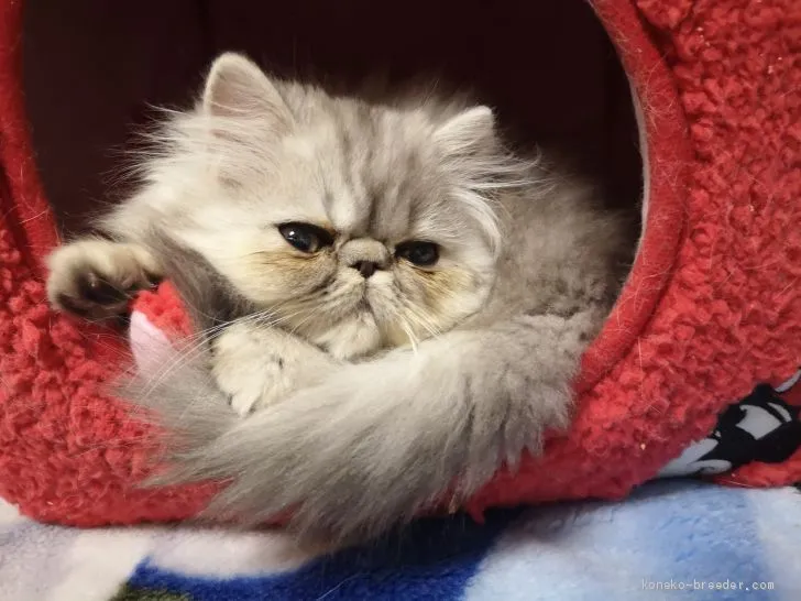 ID：1912-01072の子猫