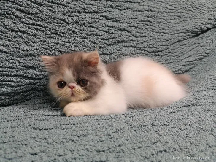 ID:2010-00305の子猫