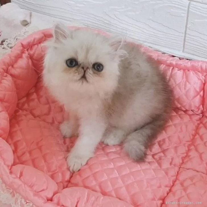 ID:2408-01384の子猫