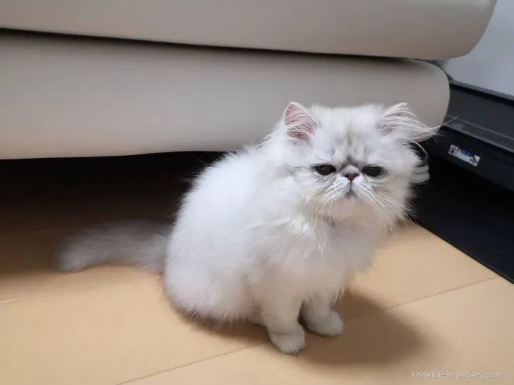 白猫 様のお迎えした子猫