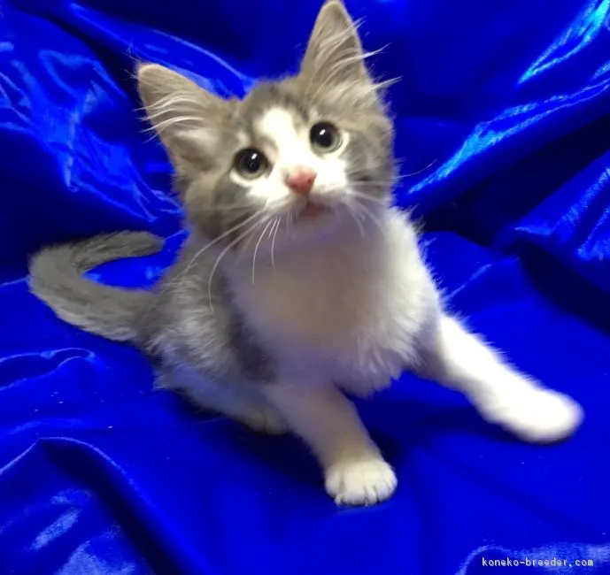 ID：1805-00422の子猫