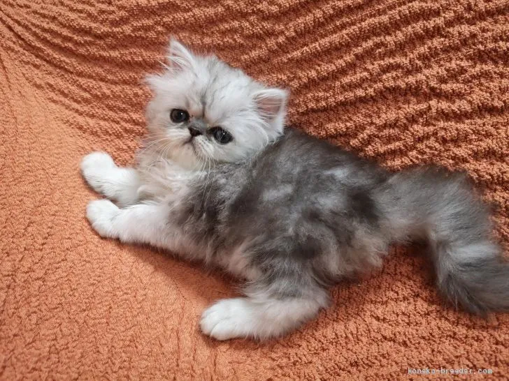 てるてるぼうず 様のお迎えした子猫