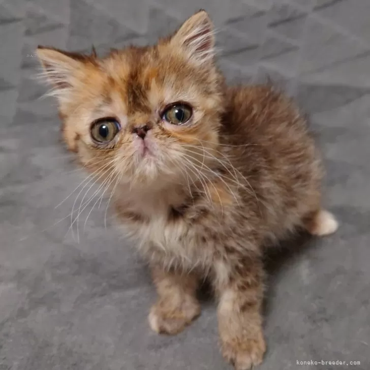 ID:2312-02940の子猫