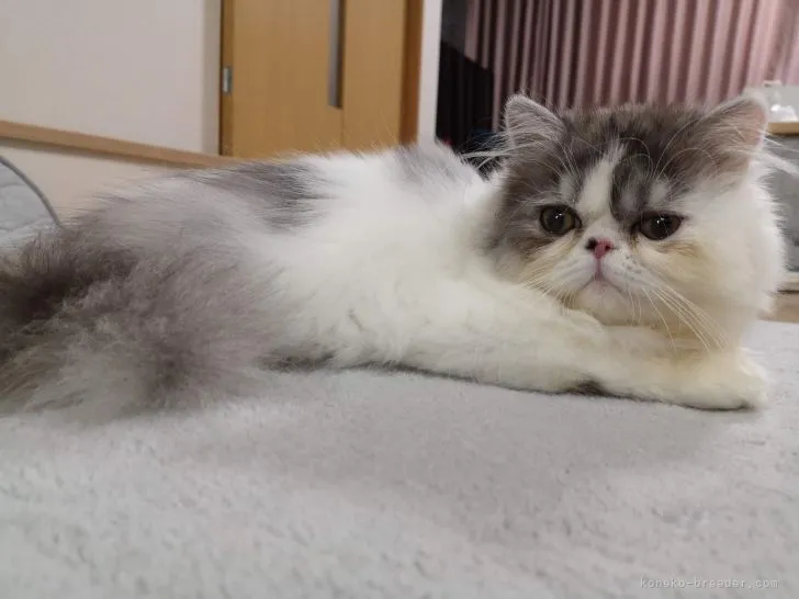 ID：2112-02061の子猫