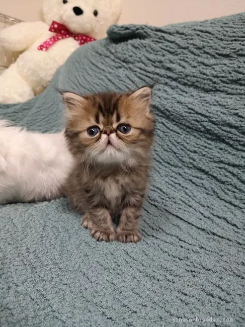 ID:2006-00509の子猫