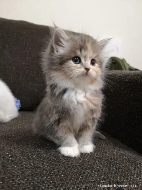 ID:1812-01183の子猫
