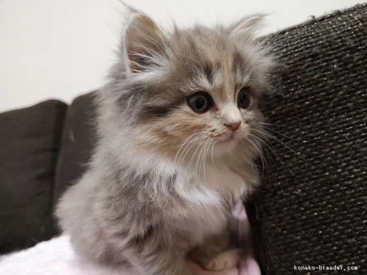 ID:1812-01182の子猫