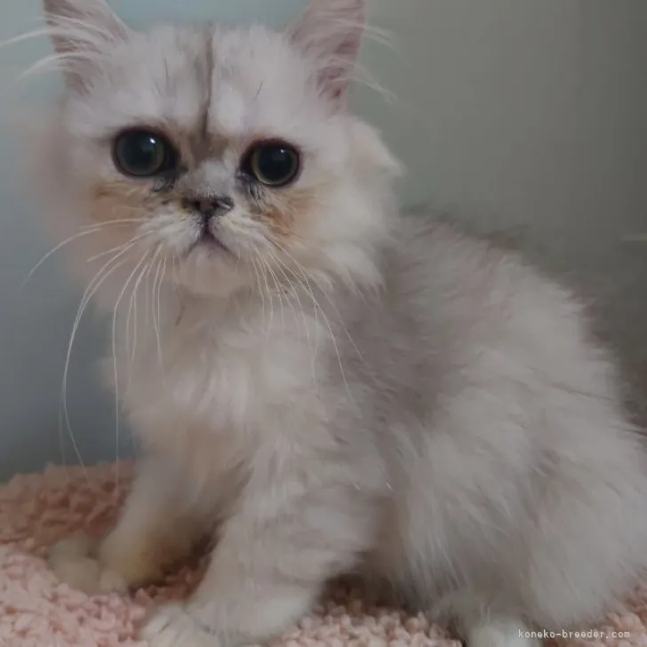 ID:2308-01307の子猫
