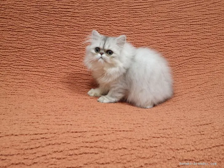 ID:1912-01592の子猫