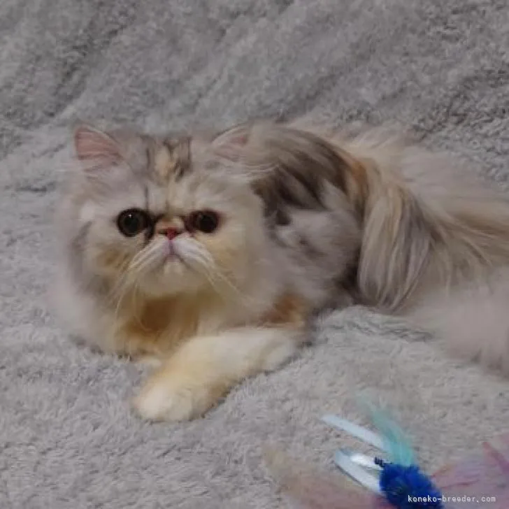 ID:2208-00001の子猫