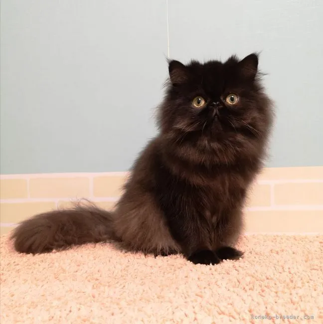 K.C 様のお迎えした子猫