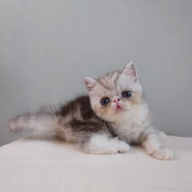 ID:2305-00758の子猫