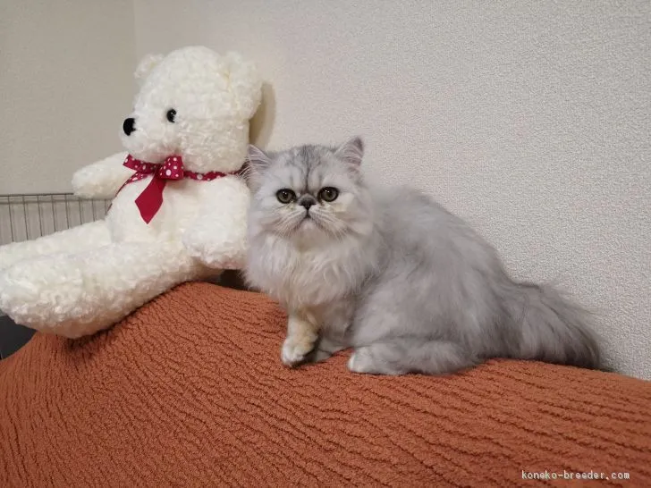 ID：2002-00131の子猫